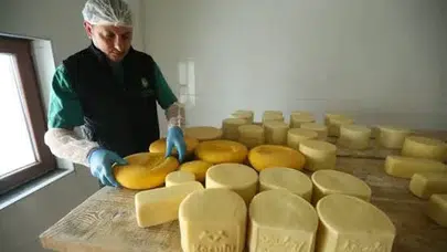 Lezzetin kaynağı meralar: Kars'ta yıllık 19 bin ton tescilli peynir üretiliyor