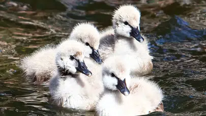 Kuğulu Park'ta dünyaya gelen 4 yavru ziyaretçilerin ilgi odağı oldu