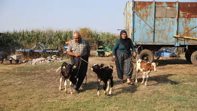 Tek doğumda üç yavru! Ceyhan'daki çiftlikte nadir görülen olay