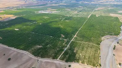 Yozgat'ta 5 bin dönümlük mucize: Küllerinden doğan dev bahçede hasat başladı