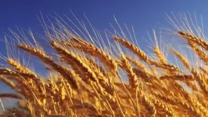 Tahılda beklenen hamle geldi: Mart 2025'ten beri süren buğday yasağı resmen bitti!