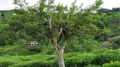Türkiye'nin en yaşlı çay ağaçlarından biri Rize'de ziyaretçi akınına uğruyor