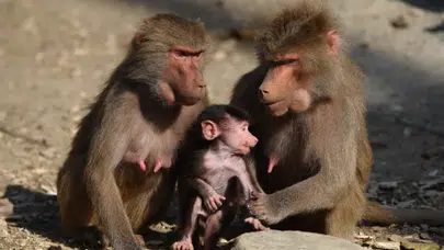 Babunlar nedir? Ne yer, fiziksel özellikleri ve sosyal hayatı nelerdir, arkası neden pembe ve tüysüzdür, sürülerini kim yönetir?