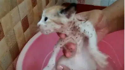 Kedilerde pire olduğu nasıl anlaşılır? Evde tedavisi var mı, olma sebebi nedir?