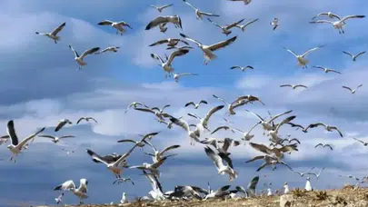 Yaralı bulundular, sağlıklarına kavuşup doğaya döndüler