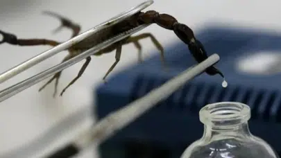 Akrep zehri gerçekten pahalı mı? Nerelerde kullanılır, ne işe yarar, nasıl elde edilir?