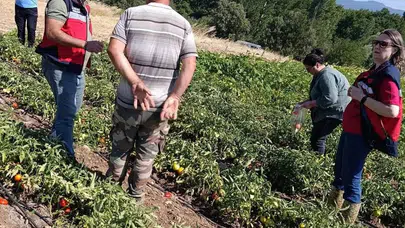 Kütahya Gediz'de domates tarlaları denetlendi: Numuneler laboratuvarda incelenecek