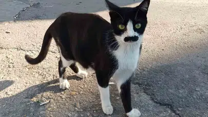 Samsun'da ortaya çıktı! Yüzündeki siyah tüylerle pala bıyığa benzedi