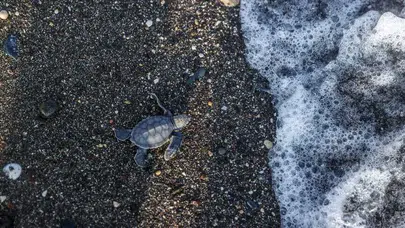 Akdeniz’in minik misafirleri mavi sularla buluşuyor: Mersin’de deniz kaplumbağası heyecanı