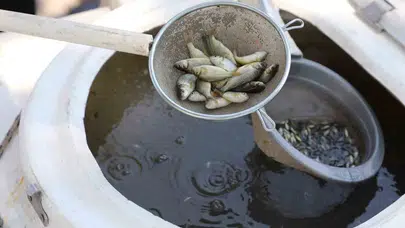 Manisa’da göl ve göletlere 1 milyon 285 bin balık yavrusu bırakıldı