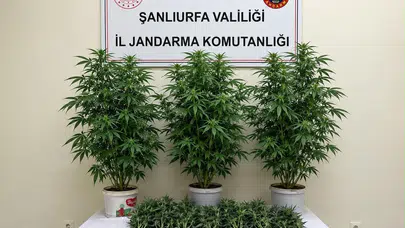 Bozova'da narko-operasyon: 13 kök kenevir ele geçirildi, 1 gözaltı