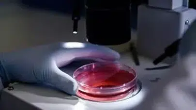 Laboratuvar farelerine veda mı? Tıpta 20 milyon sterlinlik devrim başladı!