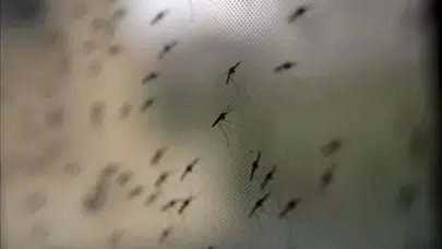 Batı Nil virüsü nedir? Belirtileri nelerdir, kuzey makedonya’da kaç kişi öldü, hangi bölgeler riskte?