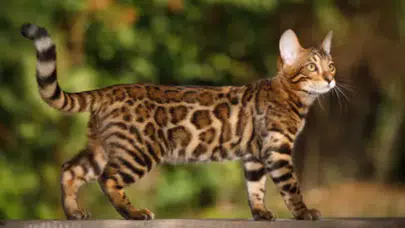 Dünyanın en pahalı kedi cinsi hangisi? Fiyatı ne kadar ve neden bu kadar pahalı?