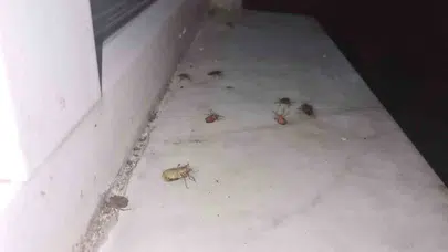 Çaycuma'da kahverengi kokarca yoğunluğu arttı, vatandaşlar isyan etti