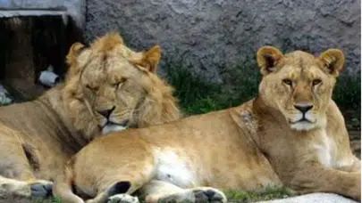 Japonya'da sıcaklar hayvanat bahçesini vurdu: 3 aslan hayatını kaybetti