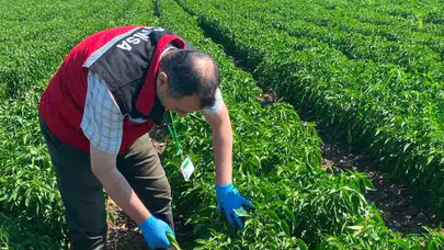 Manisa'da organik ürünlere sıkı denetim: Sofraya gelmeden laboratuvara girdi
