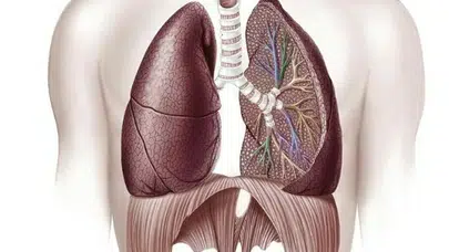 Diyafram Kası nerededir? Ne işe yarar, ağrısı neden olur, görevi nedir, nasıl geçer?