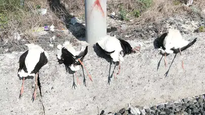 Demir yolu hattındaki kuş ölümlerine karşı bilimsel çözüm aranıyor