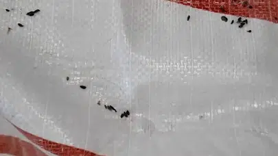 Fırındaki skandal görüntüler zabıtayı bile isyan ettirdi: Paslı keserle buz kırmışlar