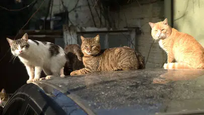 Küçük kız dört ay sonra fenalaştı! Kuduz vakası Diyarbakır'ı sarstı