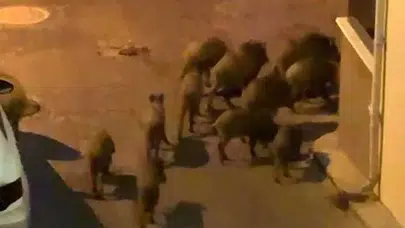 Kuşadası'nda yaban domuzları yerleşim yerlerine iniyor: Mahalleliden yardım çağrısı