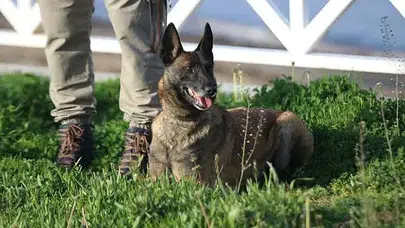 Ankara’da köpek saldırısı davasında 50 bin liralık tazminata onay çıktı