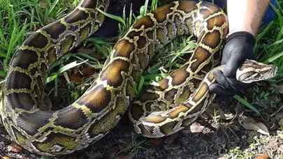 Florida’da yapay zeka devri: Doğaya salınan robot tavşanlar pitonları avlayacak!