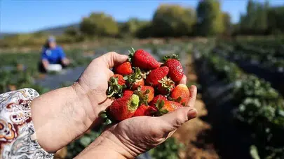 Soğuk iklimde tarım devrimi: Ağrı’da 'yetişmez' denilen ürün rekor kırdı