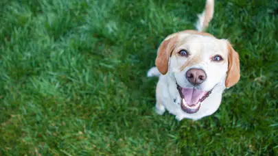Bilim insanları açıkladı: Köpeklere gülümsemek sandığımızdan daha önemli