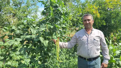 Toptancıların rotası Manisa’ya çevrildi: Kızılçukur börülcesi yok satıyor