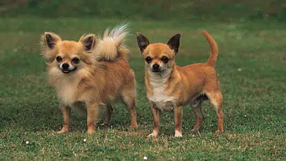 En ucuz köpek hangisi? Fiyatları ne kadar, bakım masrafı az mı, yavru fiyatı ne kadar, sahiplenme fiyatı kaç TL?