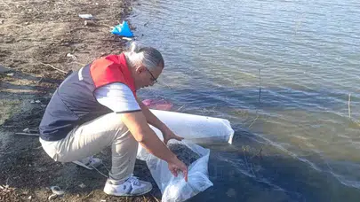 Buldan'daki su kaynaklarına 80 bin sazan bırakıldı