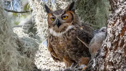 Yaban hayatına nefes olan dokunuş: 7 ayda binlerce can doğaya döndü