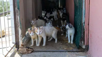 Çöp ev ihbarına giden ekipler hayatının şokunu yaşadı: Evden tam 100 kedi çıktı