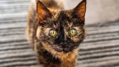 Karides, Somon ve Maden suyu... İngiltere’nin en yaşlı kedisi ezber bozuyor!