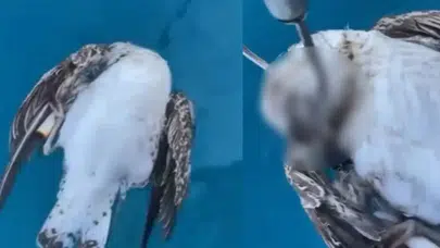 Alanya açıklarında acı manzara: Bilinçsiz atılan olta kancası martıyı hayattan kopardı