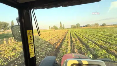 Amasya'da ücretsiz patates dağıtımına yoğun ilgi