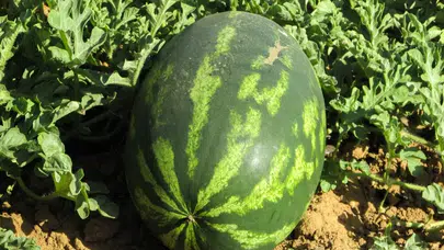 Karpuz nasıl yıkanmalı, kabuğundaki bakteriler zehirler mi, kesmeden önce ne yapılmalı, karpuz nasıl saklanmalı?