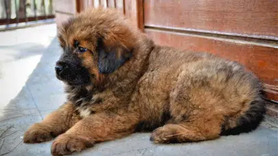 Dünyanın en pahalı köpeği hangisi? Tibet Mastifi fiyatı nedir, özellikleri nelerdir?