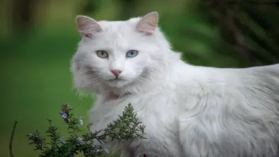 En ucuz kedi cinsleri hangileridir? Türkiye'de sahiplenme masrafları ne kadar, cins kedi fiyatları ne kadar?