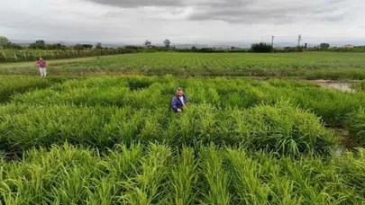 Bafra'dan devrim gibi adım: Su harcamayan süper pirinç geliştirildi