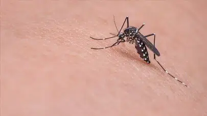 Hırvatistan'da Batı Nil virüsü alarmı: Vaka sayısı yükseliyor