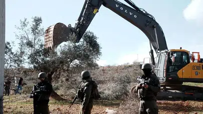İsrail, işgal altındaki Cenin'de Filistinliler'e ait ağaçları söküyor: Zeytin hasadına haftalar kalmıştı