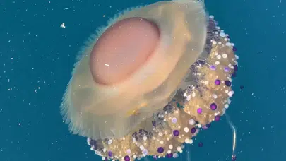 Sahanda yumurtaya benzeyen tür Tekirdağ'da ortaya çıktı: Tehlikeli mi, insanı sokar mı?