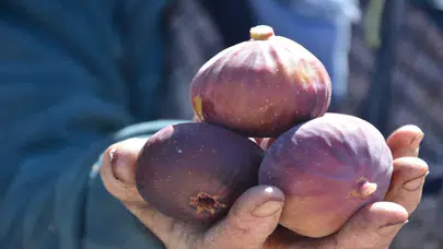 Manisa'da incir hasadı başladı, 185 ton rekolte bekleniyor