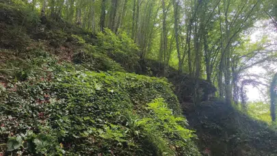 Ordu’da fındık bahçesinde korkunç olay: 30 Metrelik uçurumdan düşen üreticiden acı haber!