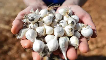 Tunceli'de dağ sarımsağı alarmı: 3 kişiye 2 milyon TL ceza