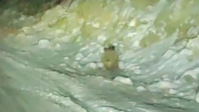 Dağdan geldi, kadraja girdi... Konya’da yaban domuzu otoyolda görüntülendi!