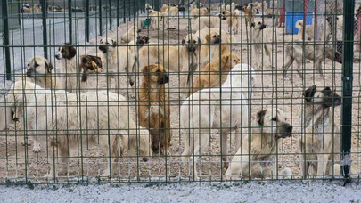 Barınakta aç ve susuz bırakılan köpekler birbirini mi parçaladı?